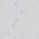 Мрамор 1401 CARRARA WHITE