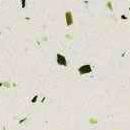 Агломрамор C447 CREMA VERDE